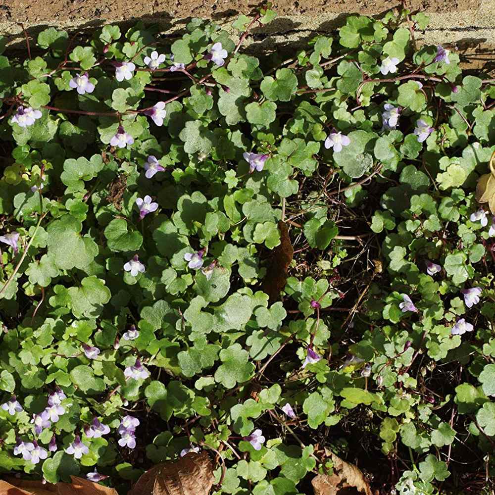 Kenilworth Ivy Ornamental Groundcover Plant Seeds