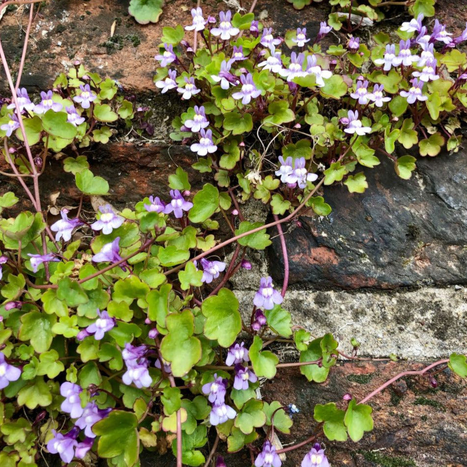 Kenilworth Ivy Ornamental Groundcover Plant Seeds
