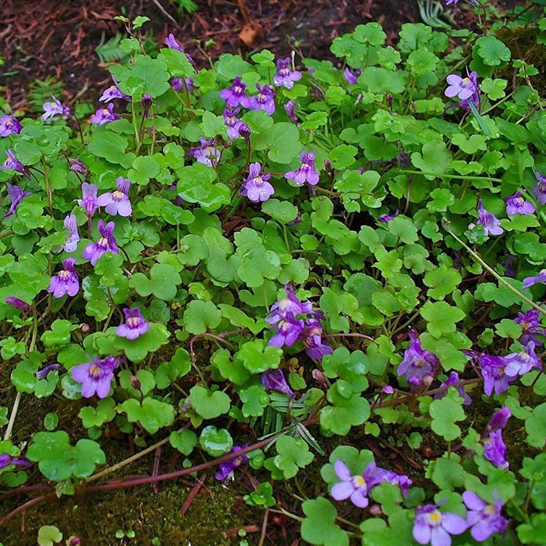Kenilworth Ivy Ornamental Groundcover Plant Seeds