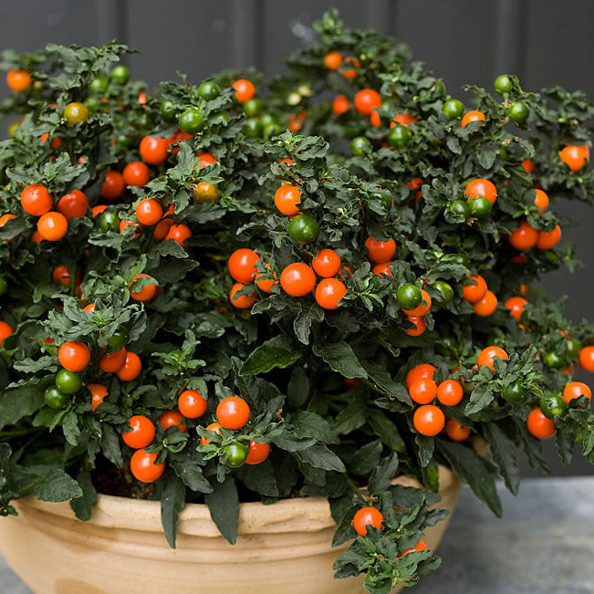 Jerusalem Cherry (Winter Cherry) Ornamental Groundcover Plant Seeds
