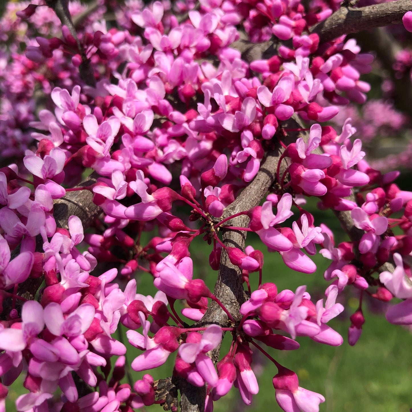 Eastern Redbud Tree Seeds