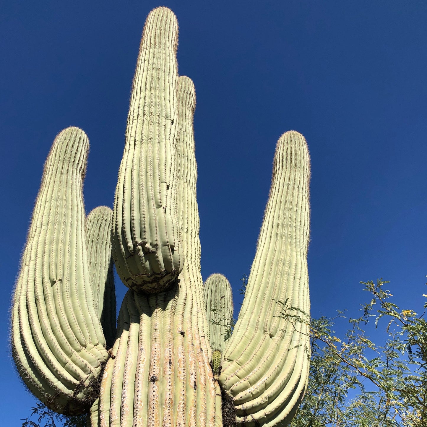 Giant Saguaro Cactus Seeds