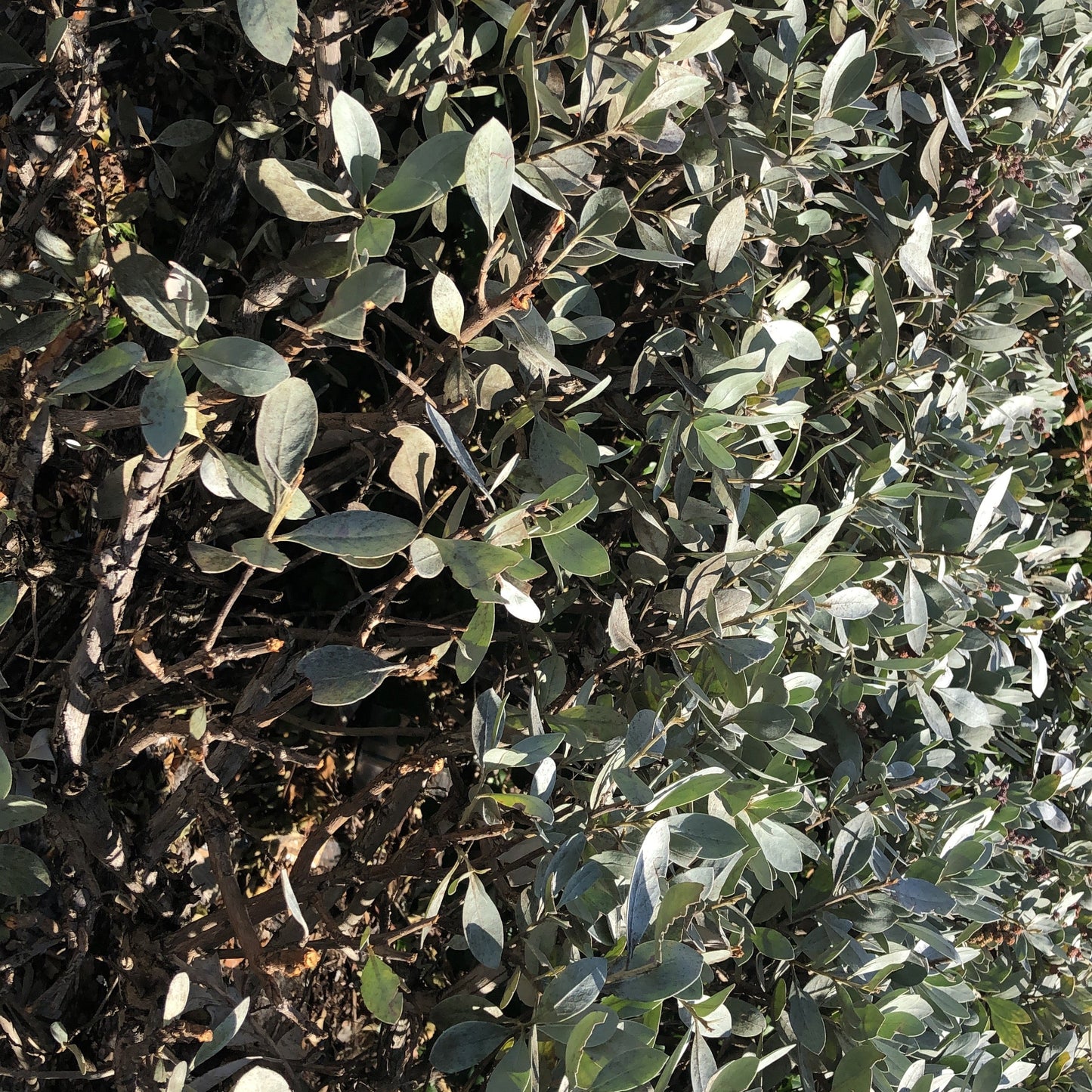 Silver Buttonwood Tree Seeds