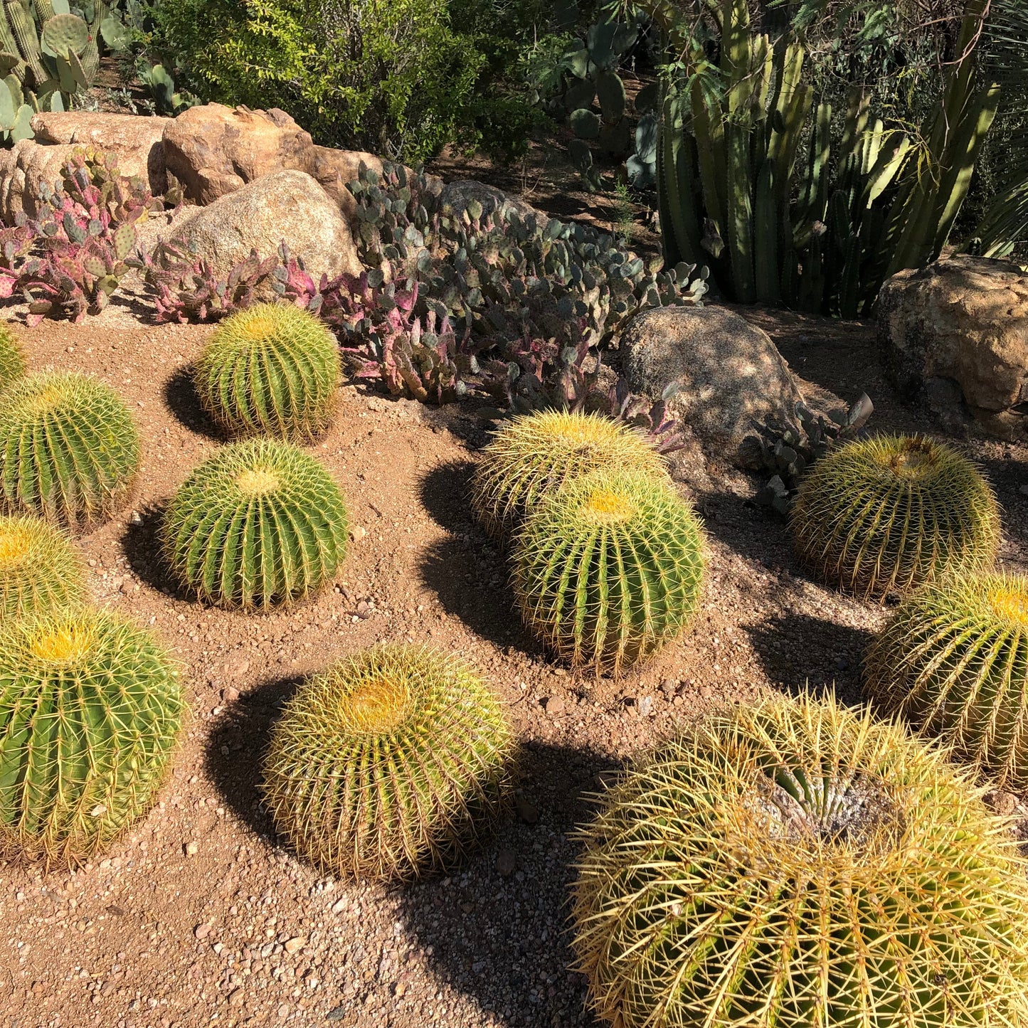 Golden Barrel Cactus Seeds