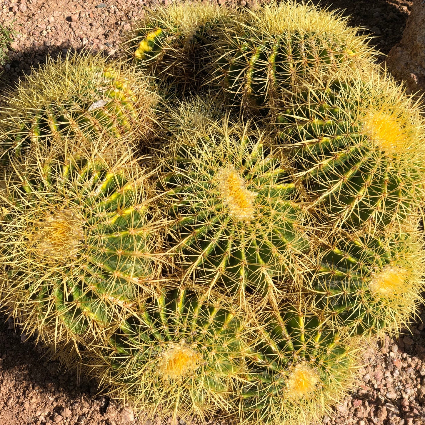 Golden Barrel Cactus Seeds