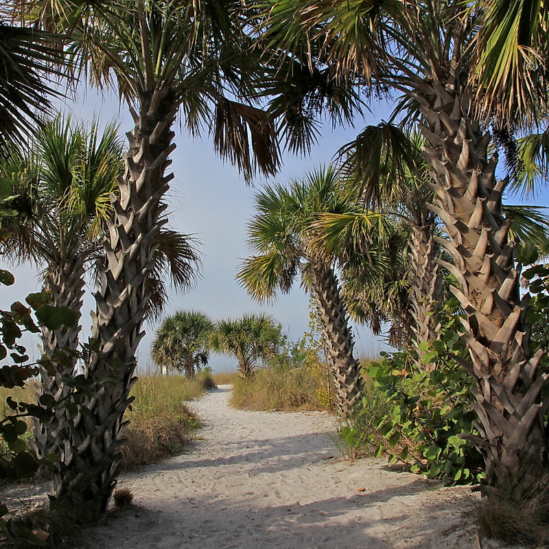 Sabal Palm Tree Seeds