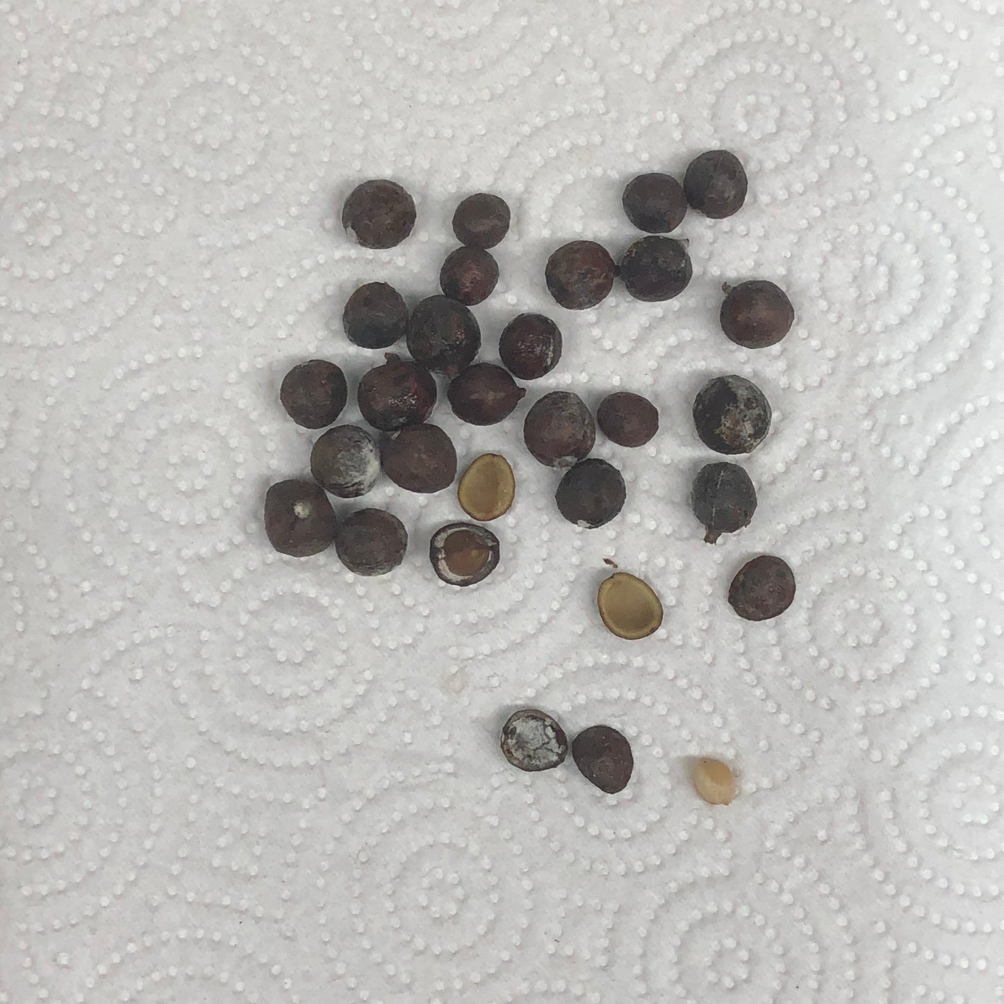 Gumbo Limbo Tree Seeds