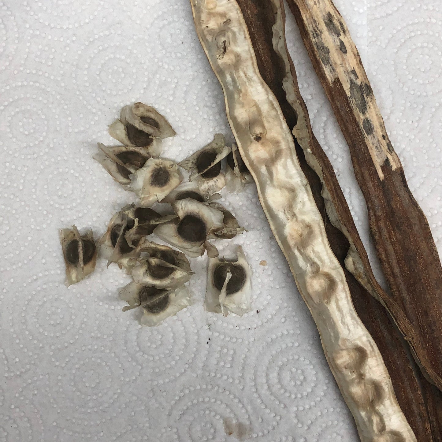 Moringa Drumstick Tree Seeds