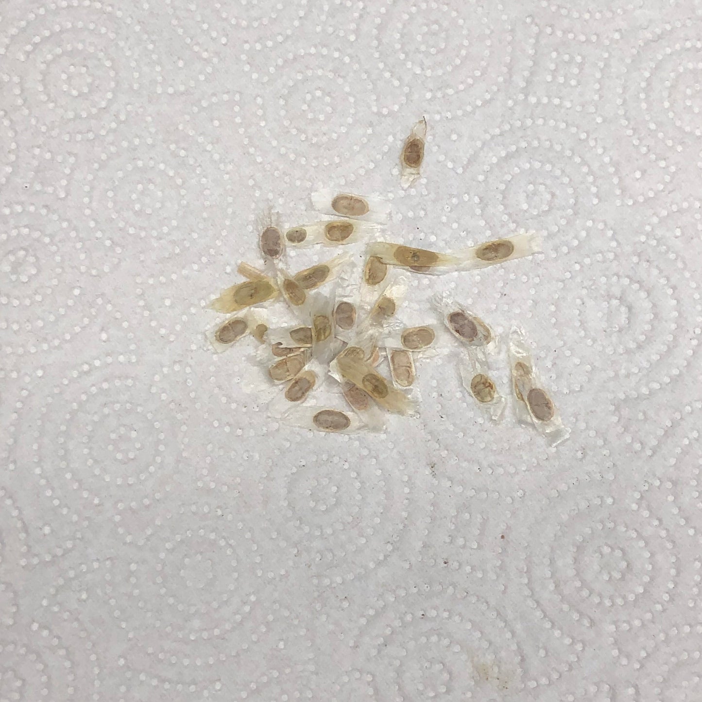 Yellow Elder Trumpet Bush Seeds