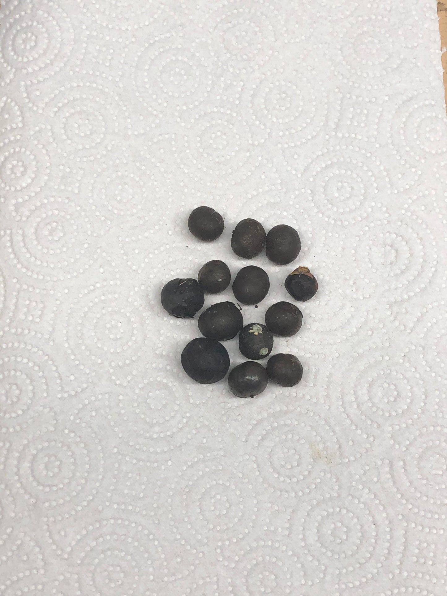 Sabal Palm Tree Seeds