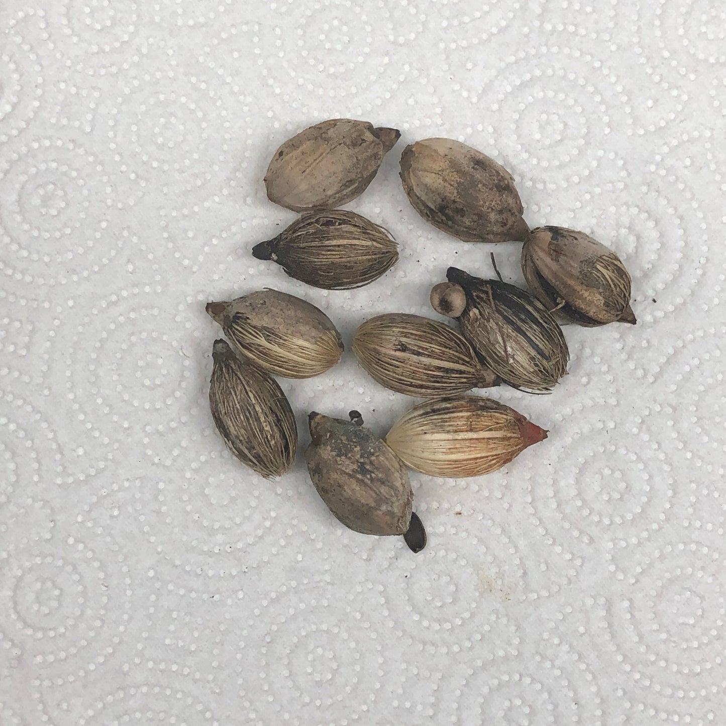 Christmas Palm Tree Seeds