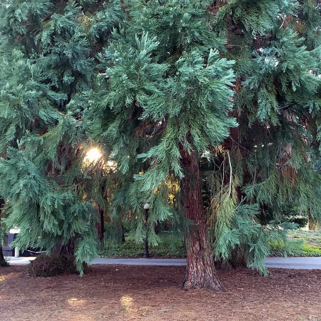 Giant Sequoia Redwood Tree Seeds