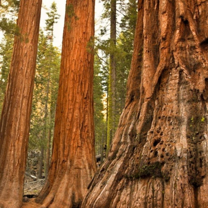 Giant Sequoia Redwood Tree Seeds