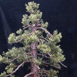 Giant Sequoia Redwood Tree Seeds