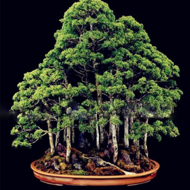 Giant Sequoia Redwood Tree Seeds