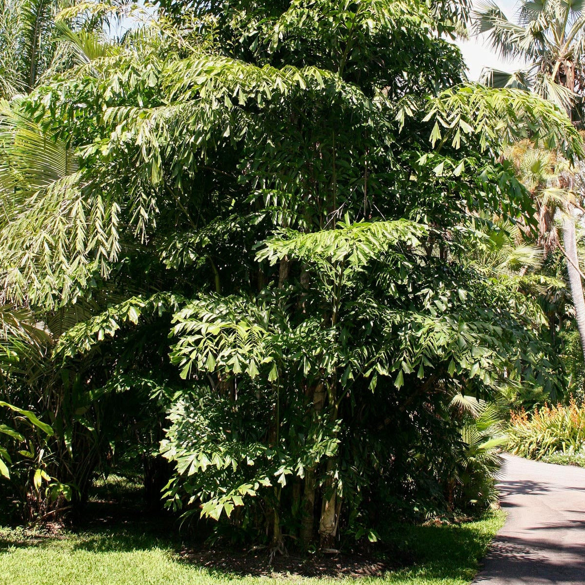Fishtail Palm Tree Seeds