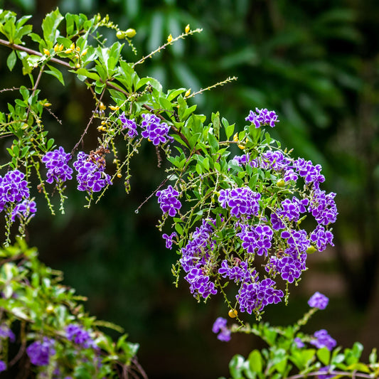 Sapphire Shower Duranta Plant Seeds