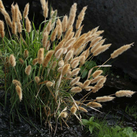 Rabbit's Foot Ornamental Grass Seeds