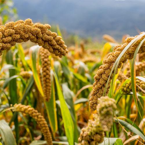 Foxtail Millet Ornamental Grass Seeds