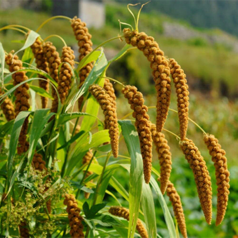 Foxtail Millet Ornamental Grass Seeds