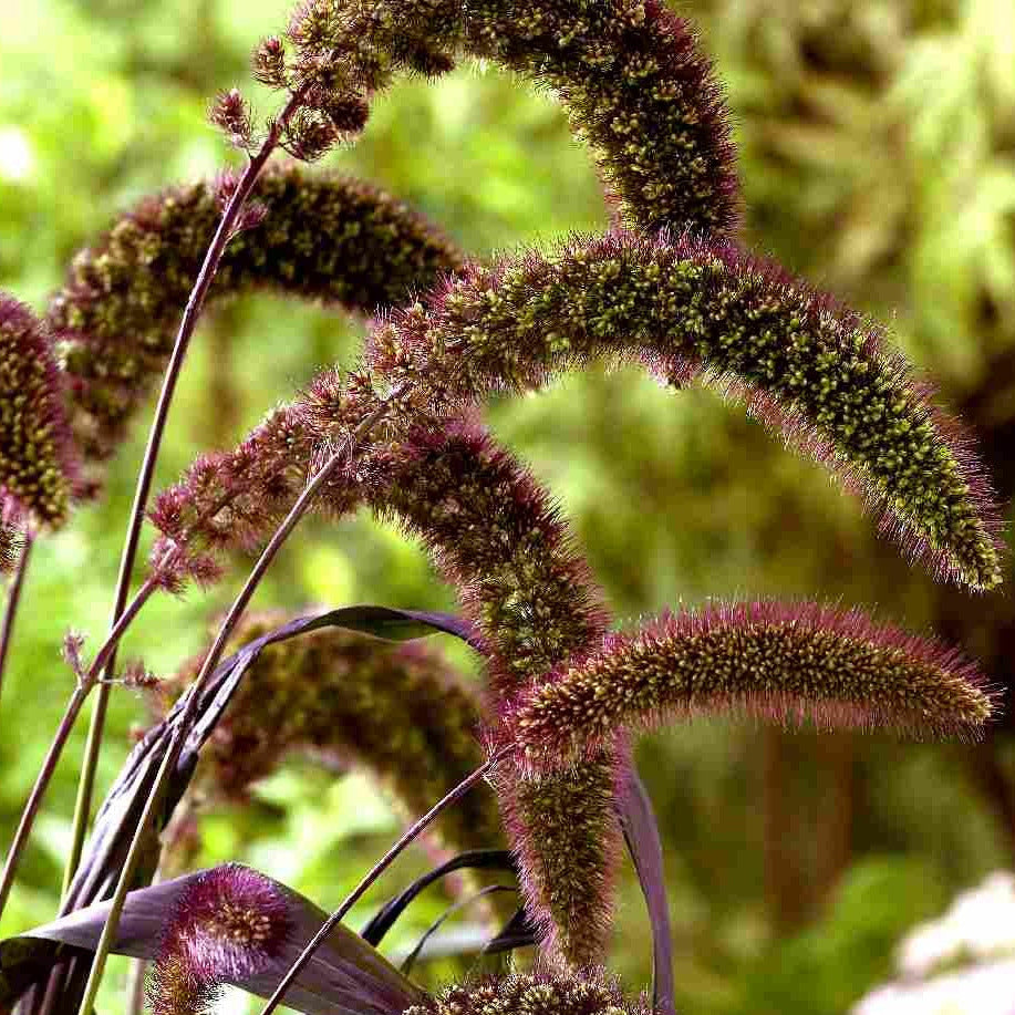 Red Jewel Ornamental Grass Seeds