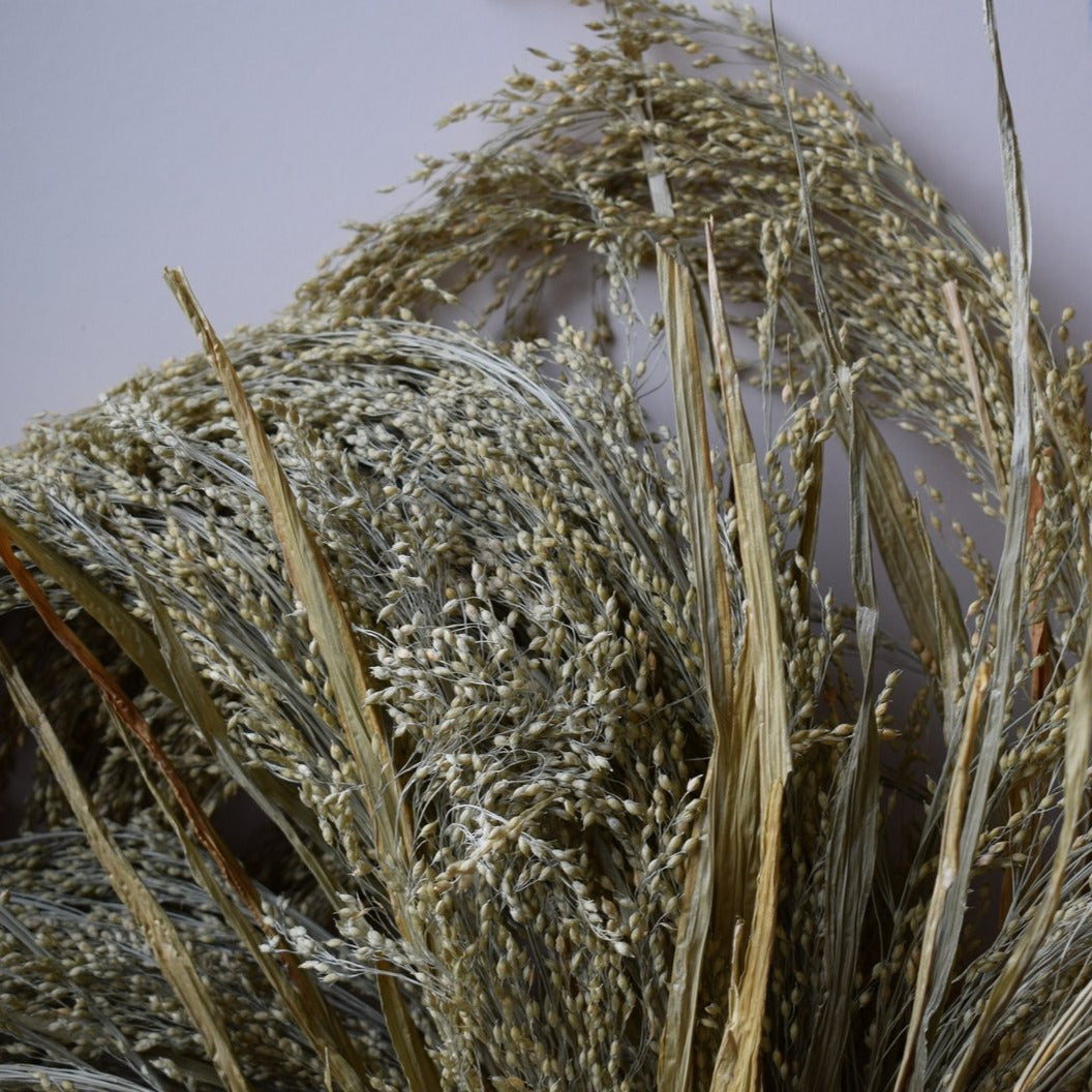 Violet Ornamental Panic Grass Seeds