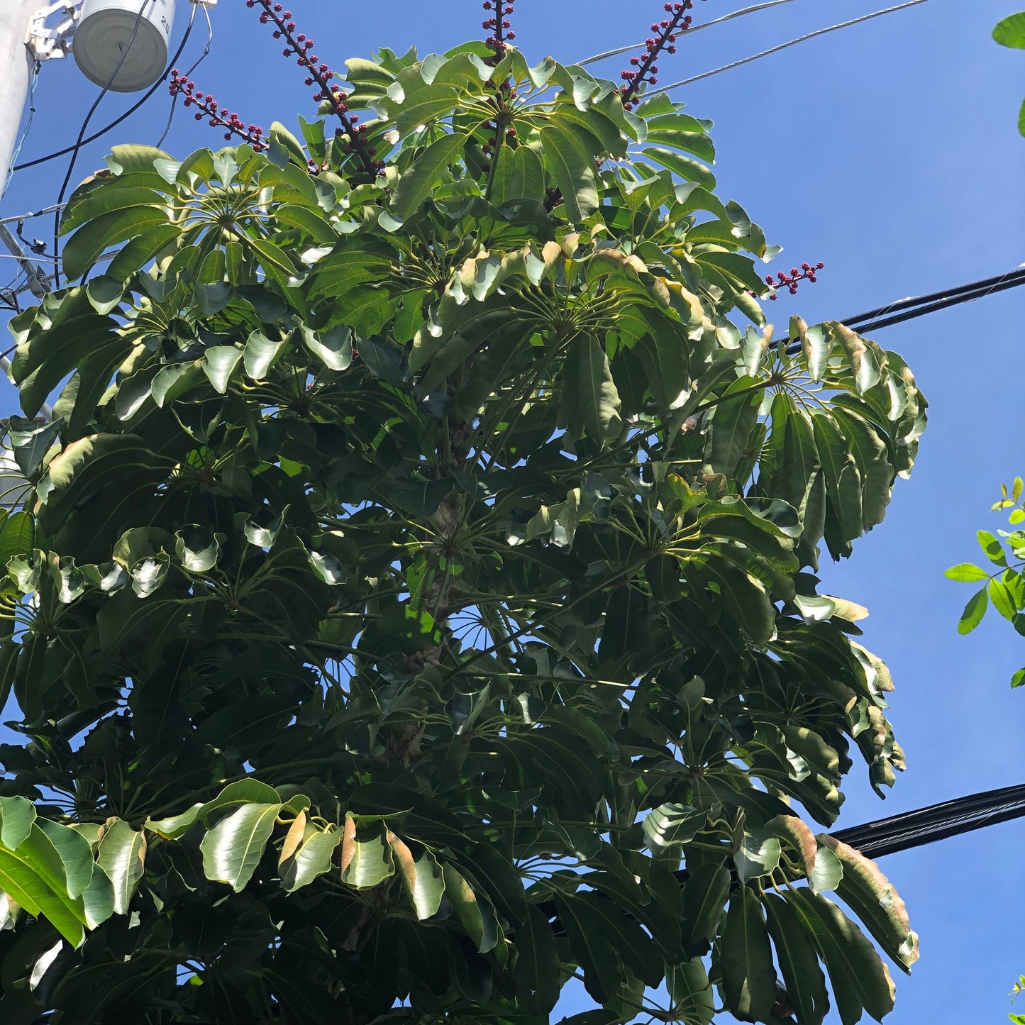Umbrella Tree Seeds