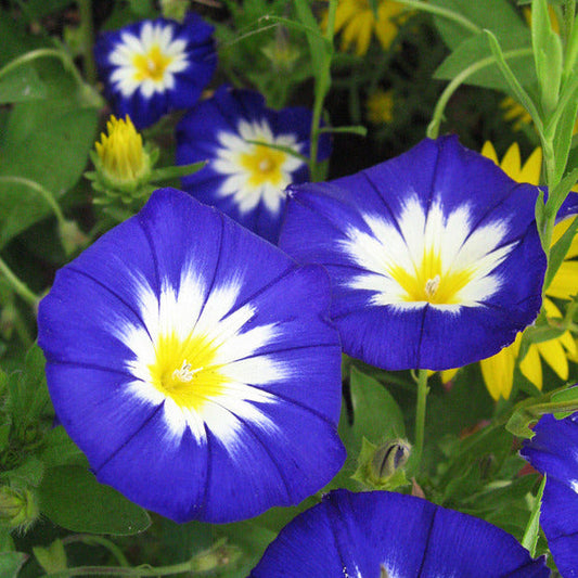Royal Ensign Morning Glory Plant Seeds