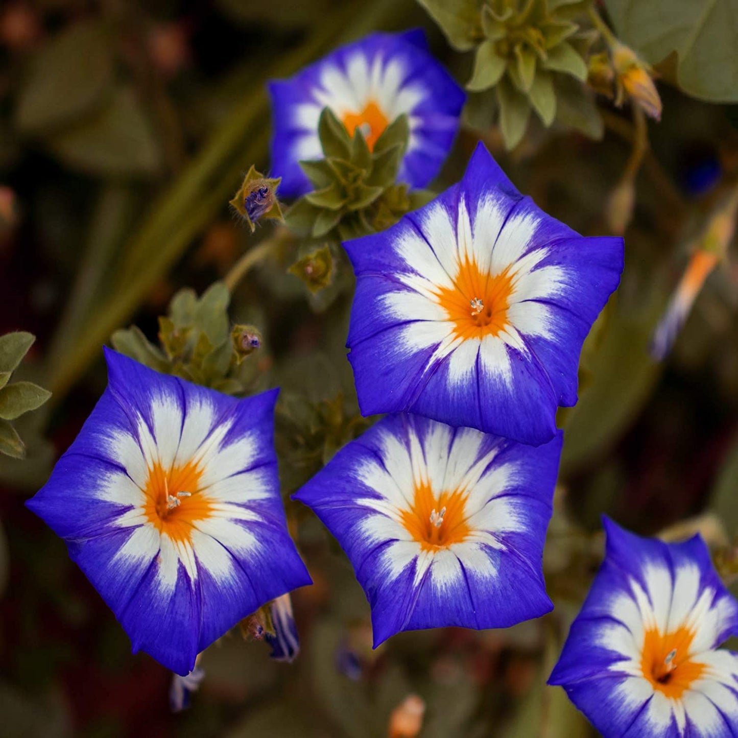 Royal Ensign Morning Glory Plant Seeds