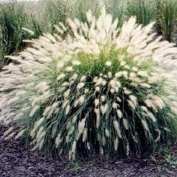 White Fountain Ornamental Grass Seeds