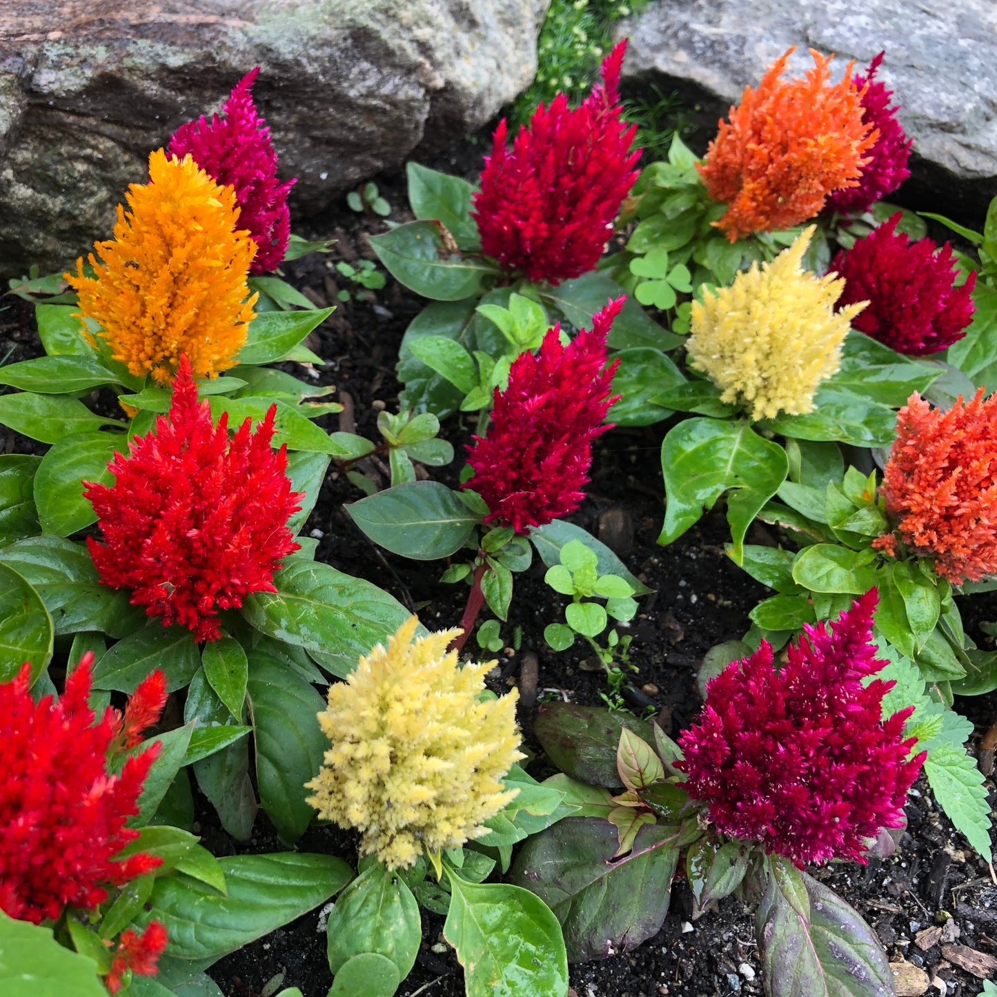 Celosia "Pampas Plume" Flower Seeds