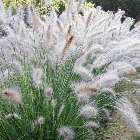 White Fountain Ornamental Grass Seeds