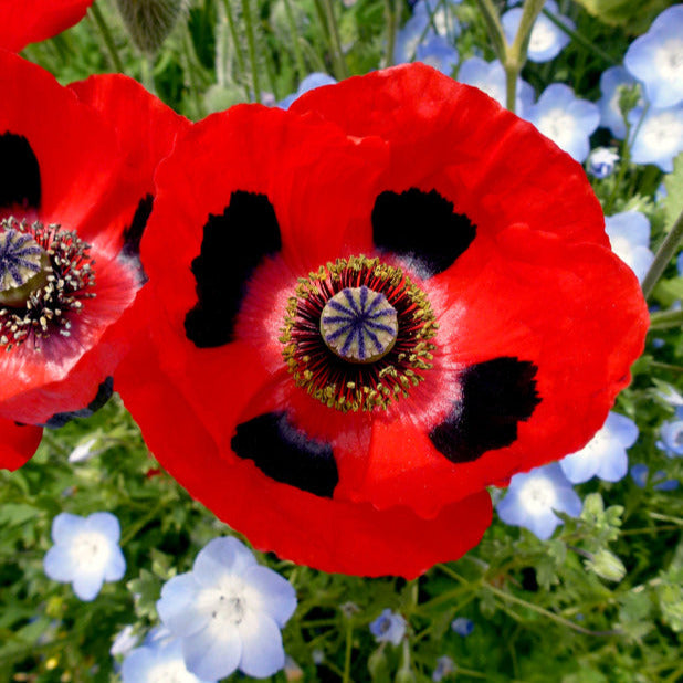 Lady Bird Poppy Flower Seeds
