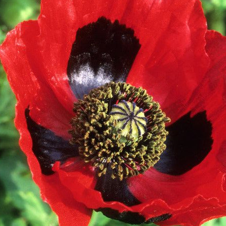 Lady Bird Poppy Flower Seeds