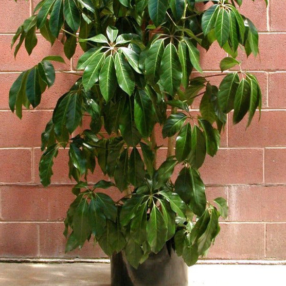 Umbrella Tree Seeds