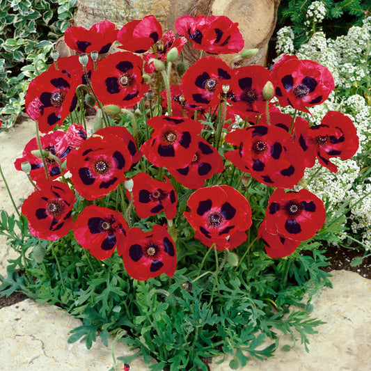 Lady Bird Poppy Flower Seeds