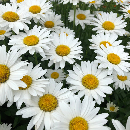 Alaska Shasta Daisy Flower Seeds