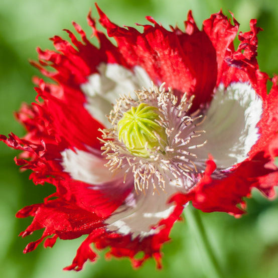 Danish Flag Poppy Flower Seeds