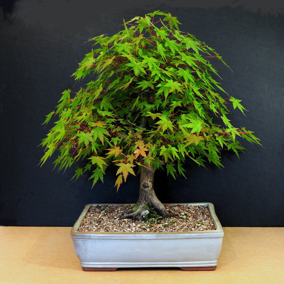 Red Maple Tree Seeds (Northern)