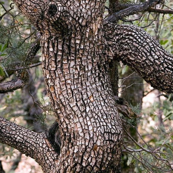 Alligator Juniper Tree Seeds