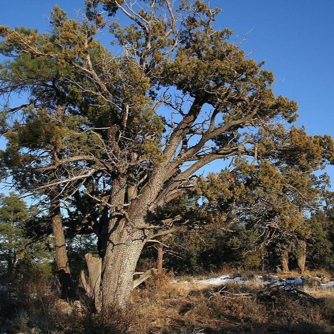 Alligator Juniper Tree Seeds