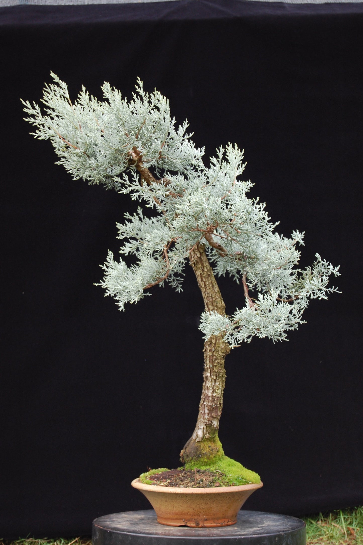 Alligator Juniper Tree Seeds