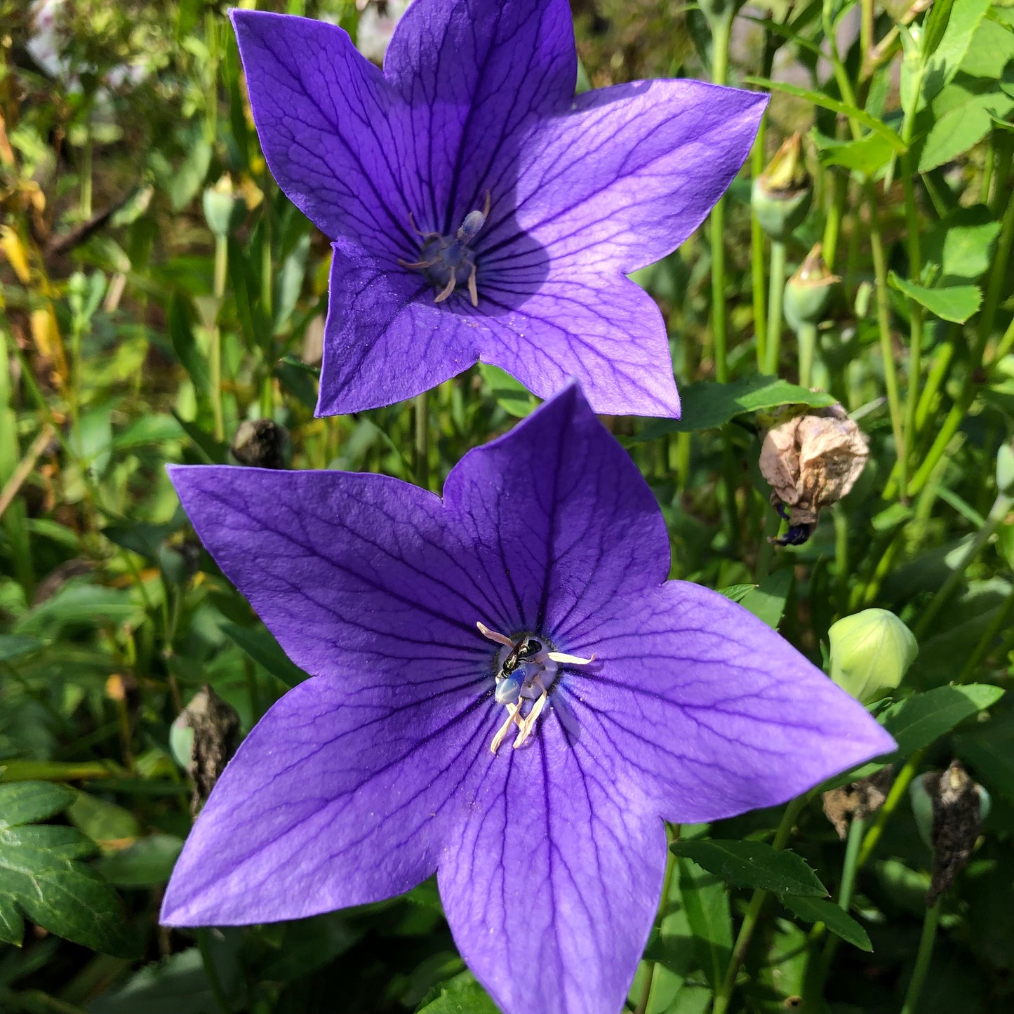 Balloon Flower Seeds
