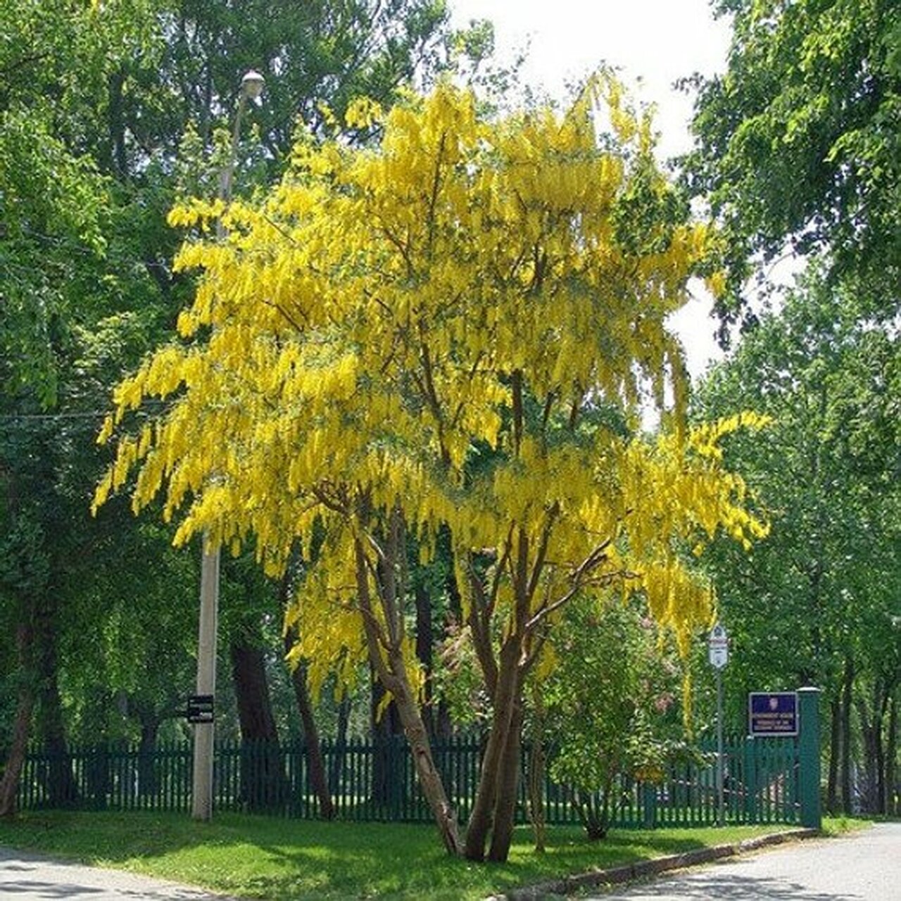 Golden Chain Tree Seeds