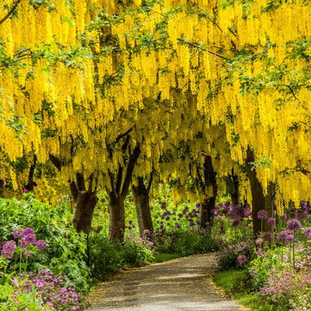 Golden Chain Tree Seeds