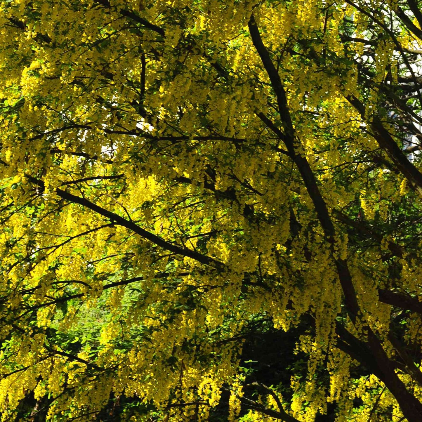 Golden Chain Tree Seeds