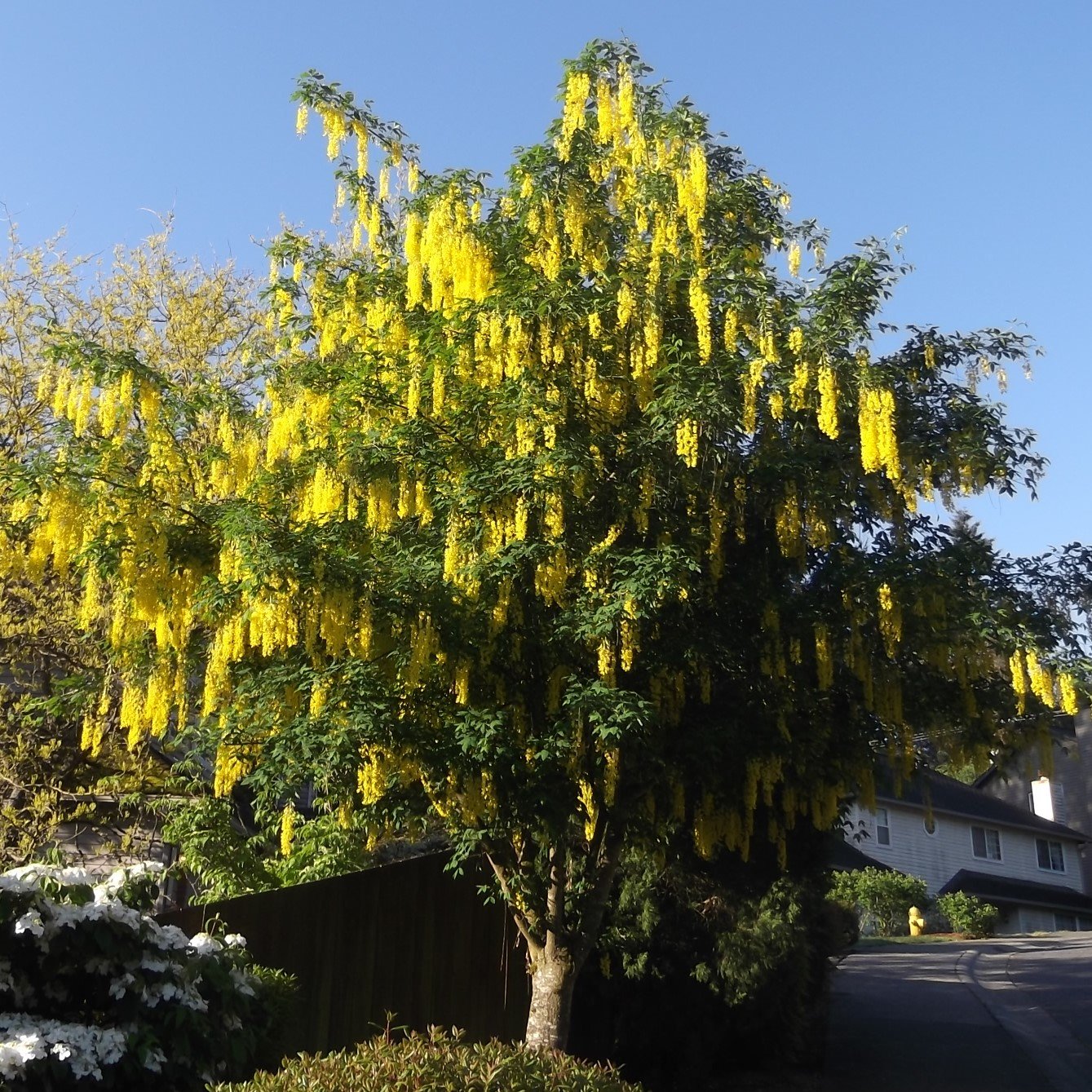 Golden Chain Tree Seeds