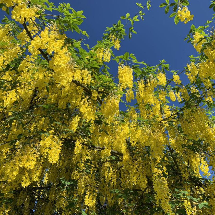 Golden Chain Tree Seeds