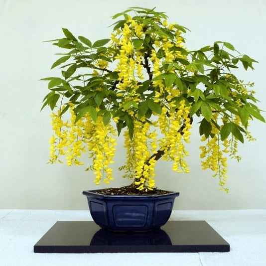Golden Chain Tree Seeds