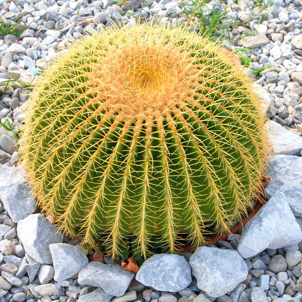 Golden Barrel Cactus Seeds